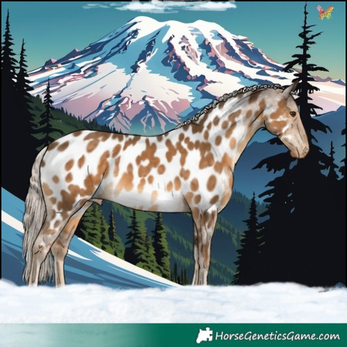 Horse Color:Chocolate Palomino Near Leopard 