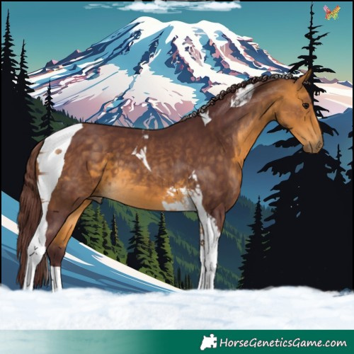 Horse Color:Chocolate Buckskin Tobiano 