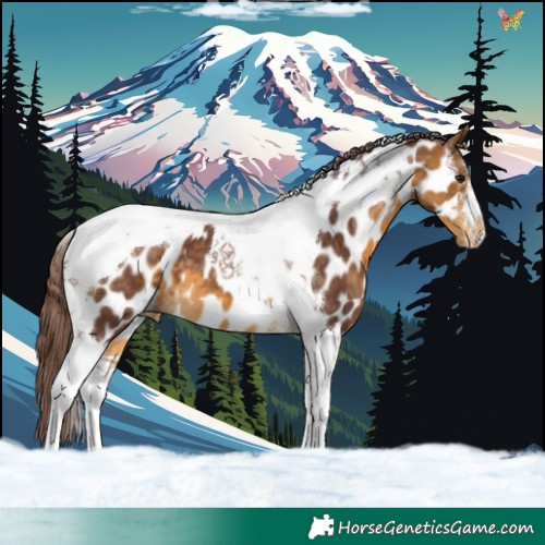 Horse Color:Chocolate Buckskin Tobiano Near Leopard 
