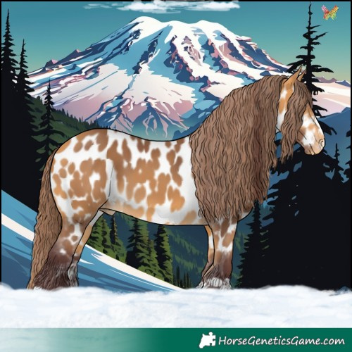 Horse Color:Chocolate Buckskin Appaloosa 