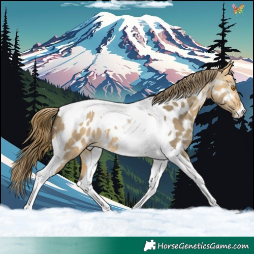 Horse Color:Buckskin Dun Tobiano Near Leopard 