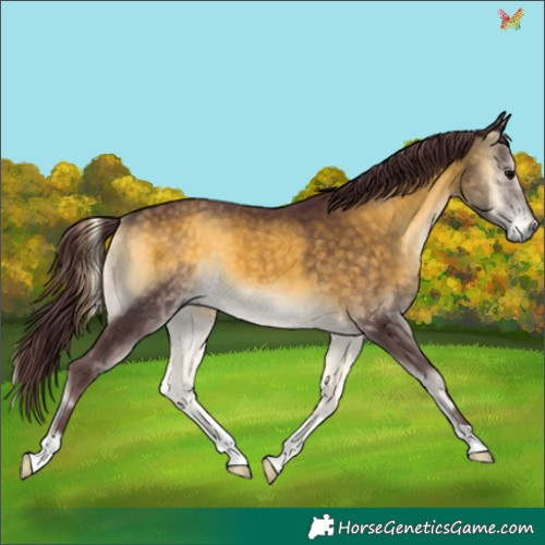 Horse Color:Chocolate Buckskin Onyx 
