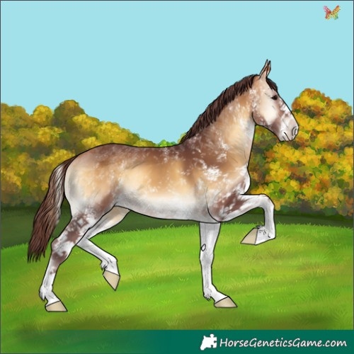 Horse Color:White Spotted Chocolate Buckskin Onyx