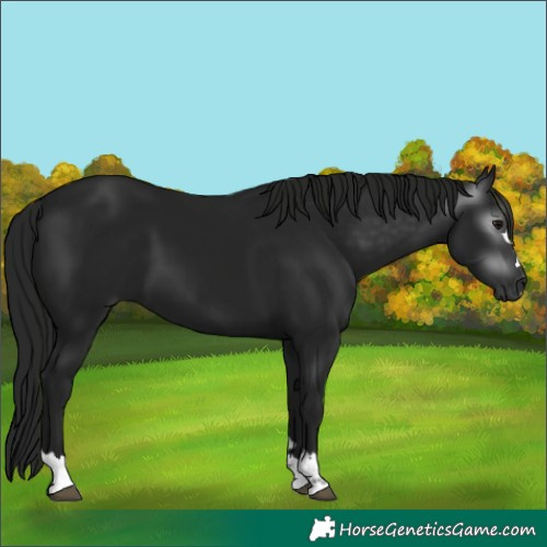 Horse Color:Gray Black 