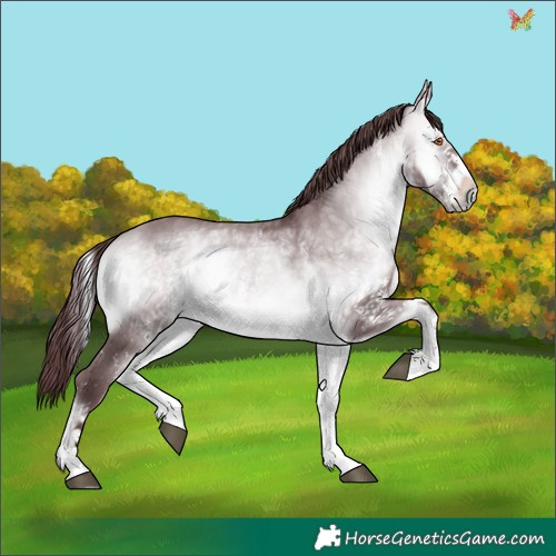 Horse Color:White Spotted Chocolate Bay Chinchilla Onyx