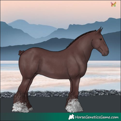 Horse Color:Chocolate Black Chinchilla 