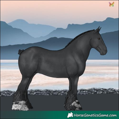 Horse Color:Black Chinchilla 