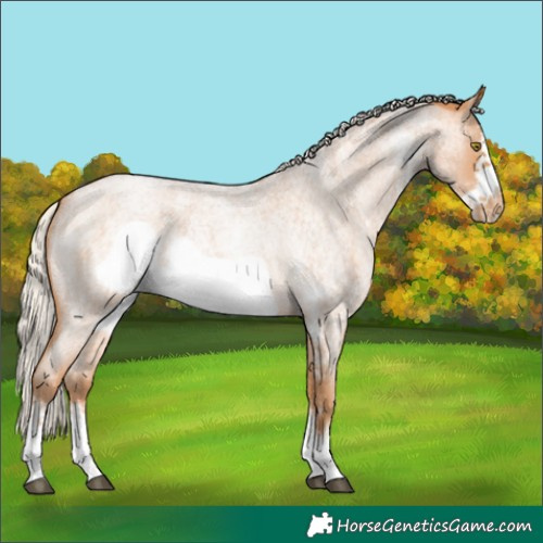 Horse Color:Silver Bay Roan Pearl Sabino Frame