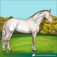 Horse Color:Silver Bay Roan Pearl Sabino Frame 