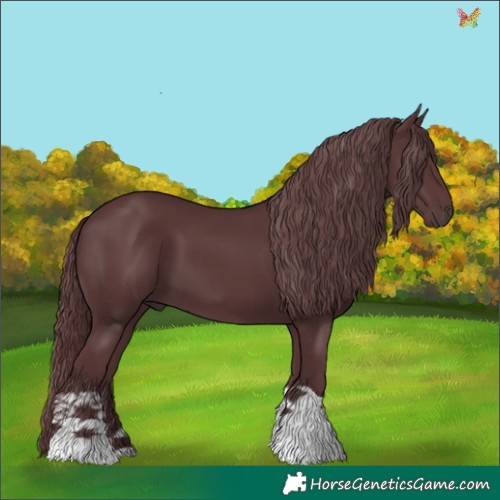 Horse Color:Chocolate Black Chinchilla 