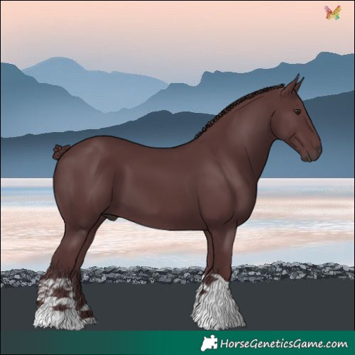 Horse Color:Chocolate Black Chinchilla 