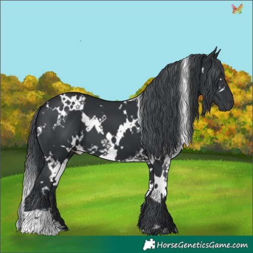 Horse Color:White Spotted Black Chinchilla