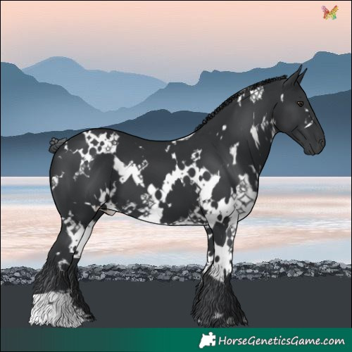 Horse Color:White Spotted Black Chinchilla 