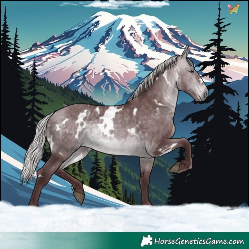 Horse Color:White Spotted Chocolate Silver Bay Chinchilla 
