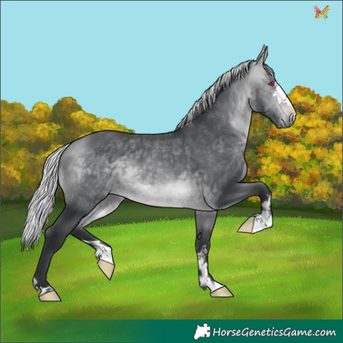 Horse Color:Silver Bay Chinchilla 