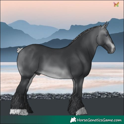 Horse Color:Silver Brown Chinchilla 