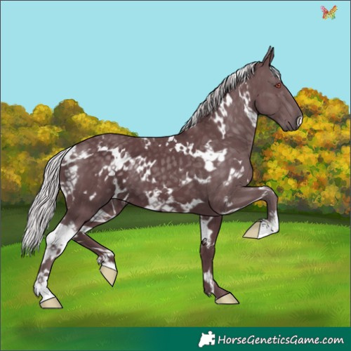 Horse Color:White Spotted Chocolate Silver Black Chinchilla 