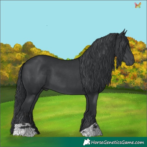 Horse Color:Black Chinchilla