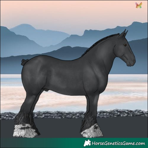 Horse Color:Black Chinchilla 