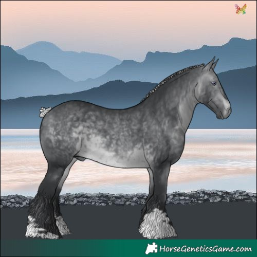 Horse Color:Silver Brown Chinchilla 