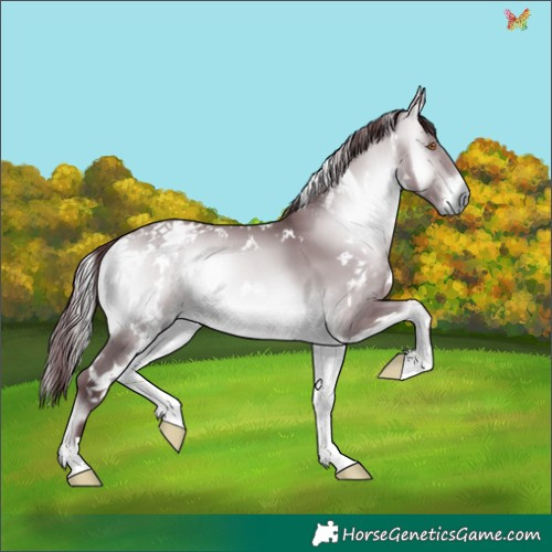 Horse Color:White Spotted Chocolate Bay Chinchilla Onyx 