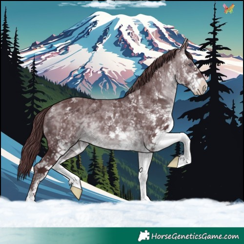 Horse Color:White Spotted Chocolate Brown Chinchilla 