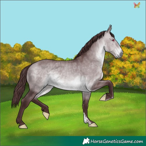 Horse Color:Chocolate Bay Chinchilla 