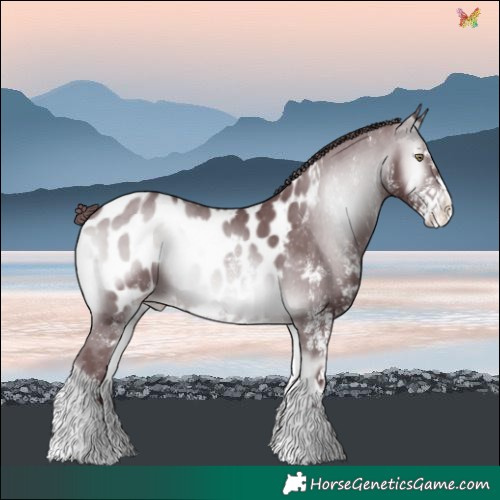 Horse Color:White Spotted Chocolate Brown Chinchilla Onyx Blanket 
