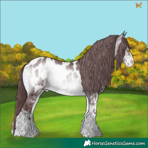 Horse Color:White Spotted Chocolate Brown Chinchilla Onyx Appaloosa 