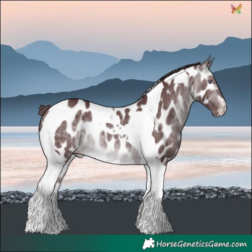 Horse Color:Chocolate Brown Chinchilla Tobiano Leopard 