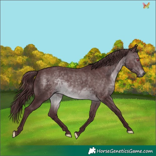 Horse Color:Chocolate Brown Chinchilla 