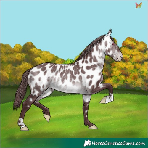 Horse Color:Chocolate Brown Chinchilla Appaloosa