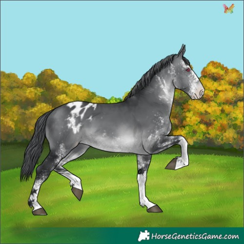 Horse Color:White Spotted Brown Chinchilla Appaloosa