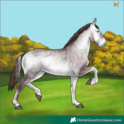 Horse Color:Chocolate Bay Chinchilla Onyx