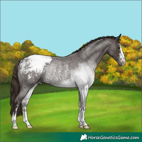 Horse Color:Liver Red Roan Appaloosa Rabicano