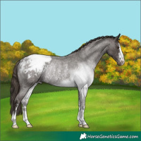 Horse Color:Liver Red Roan Appaloosa Rabicano