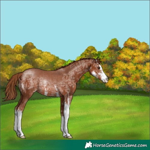 Horse Color:Chestnut Ice Sabino Rabicano 