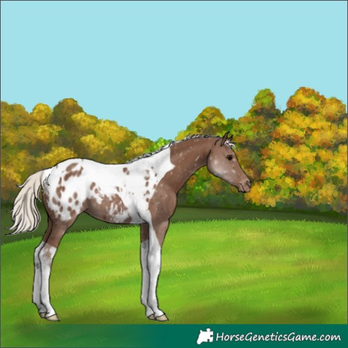Horse Color:Silver Black Tobiano Appaloosa