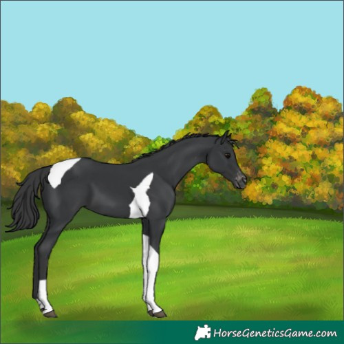 Horse Color:Black Tobiano Varnish 