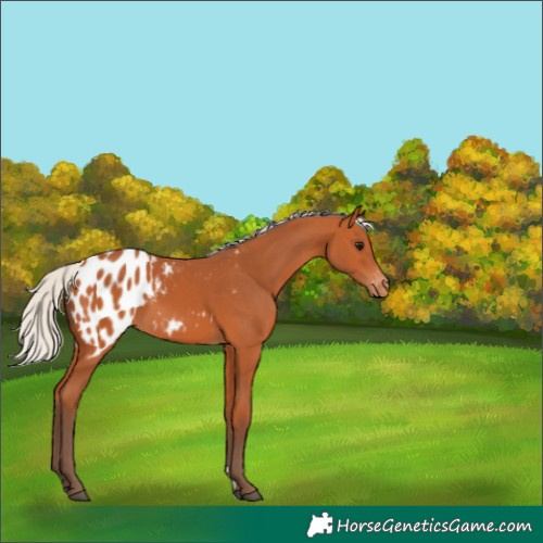 Horse Color:Silver Bay Blanket 
