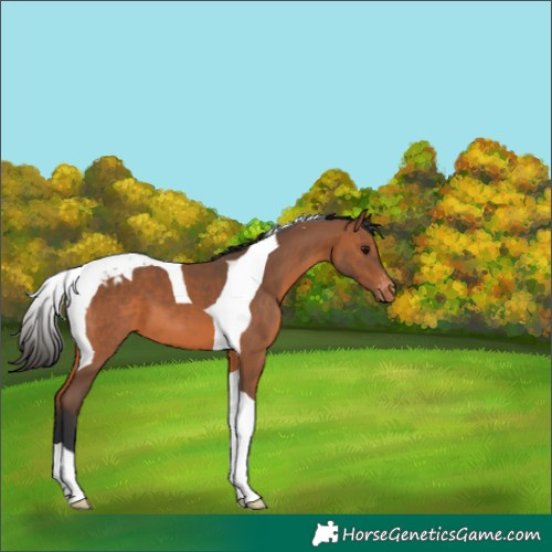 Horse Color:Bay Tobiano Appaloosa 
