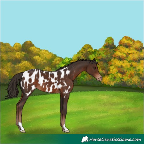 Horse Color:Liver Chestnut Appaloosa
