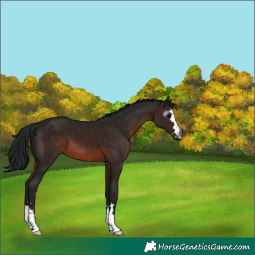 Horse Color:Gray Brown 