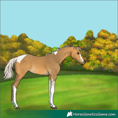 Horse Color:Silver Buckskin Tobiano 