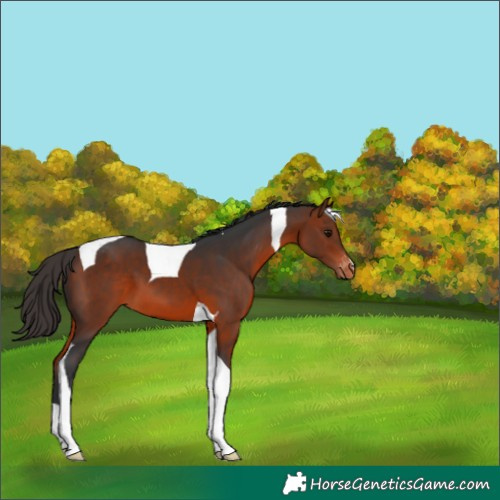 Horse Color:Bay Tobiano Varnish 