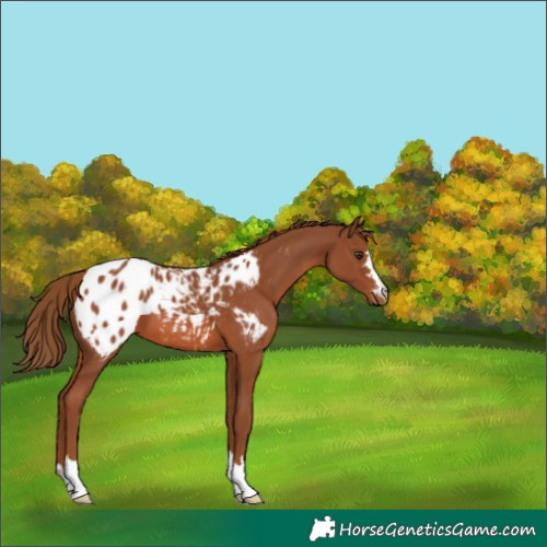 Horse Color:Chestnut Blanket