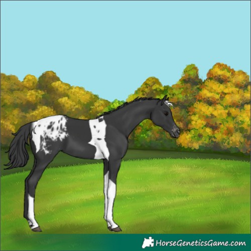 Horse Color:Black Tobiano Blanket 