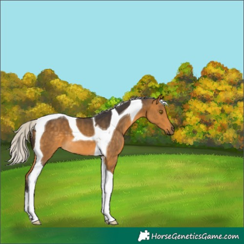 Horse Color:Silver Buckskin Tobiano 