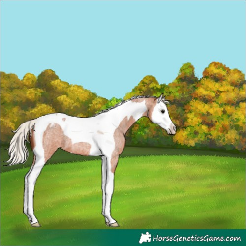 Horse Color:Silver Bay Roan Splash Tobiano Varnish 