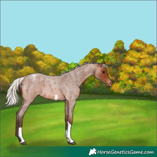 Horse Color:Silver Brown Roan Tobiano Varnish